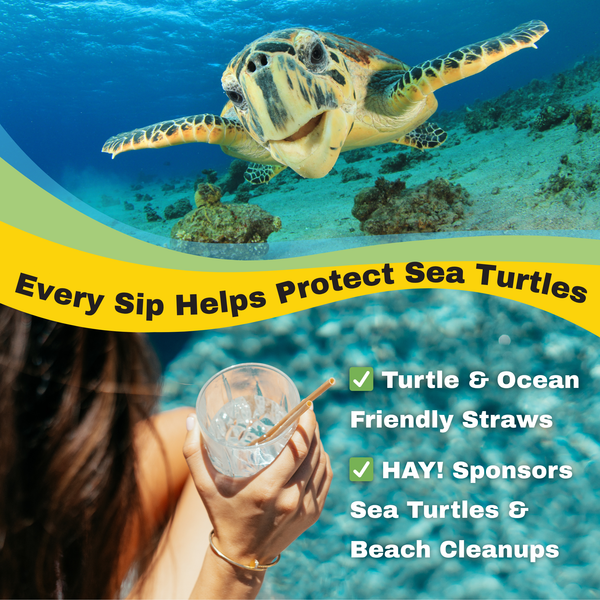 Person holding a drink with a HAY straw beside a pool and an image of a happy sea turtle underwater with the text every sip helps protect sea turtles, turtle and ocean friendly straws HAY! sponsors sea turtles and beach clean ups