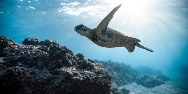 Types of Turtles