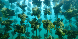 Sustainable aquaculture
