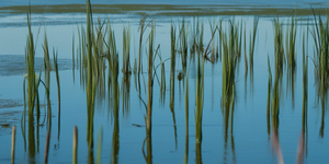 What Is a Reed Plant?