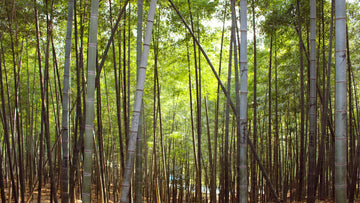 Bamboo-forest-sustainable-options-cutlery-toothbrushes