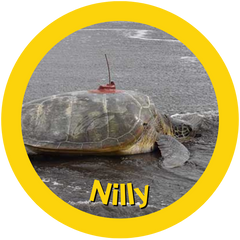  Nilly A HAY! Straws Adopted Sea Turtle