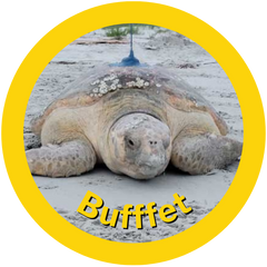  A HAY! Straws Adopted Sea Turtle