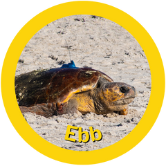 HAY! Straws Adopts sea turtles, Meet Ebb, January 2025, she's moving on a sand beach in florida