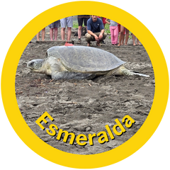 Esmeralda a sea turtle adopted by HAY straws 
