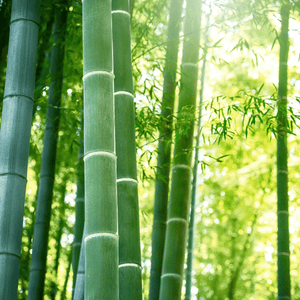 HAY Bamboo Cutlery About Page, Image of green bamboo forest