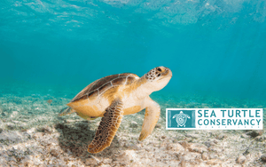 HAY! Straws purchases help adopt sea turtles and protect them through their collaboration with the Sea Turtle Conservatory