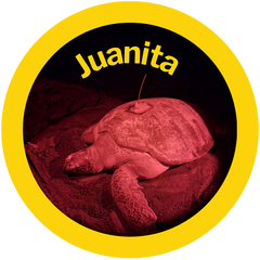 Juanita a HAY! Straws adopted sea turtle