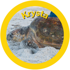 Krysta an adopted sea turtle by HAY! Straws