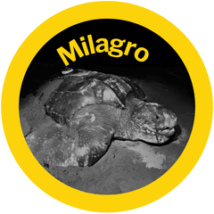 Milagro an adopted sea turtle by HAY! Straws