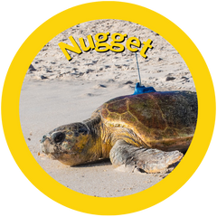 Nugget a sponsored sea turtle by HAY! Straws