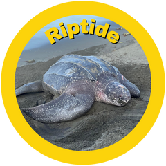 Riptide HAY straws adopted sea turtle