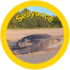 Seayoncé a HAY! Straws adopted turtle