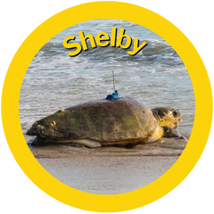 Shelby a sea turtle adopted by HAY! Straws