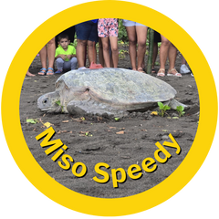 Speedy Miso HAY straws adopted Sea turtle August 2025