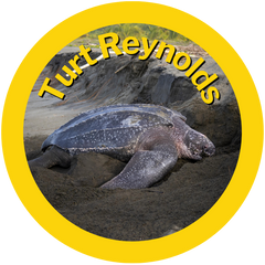 Turt Reynolds HAY! Straws adopted turtle