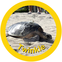 Twinkle a Hawksbill sea turtle that HAY straws spnsored